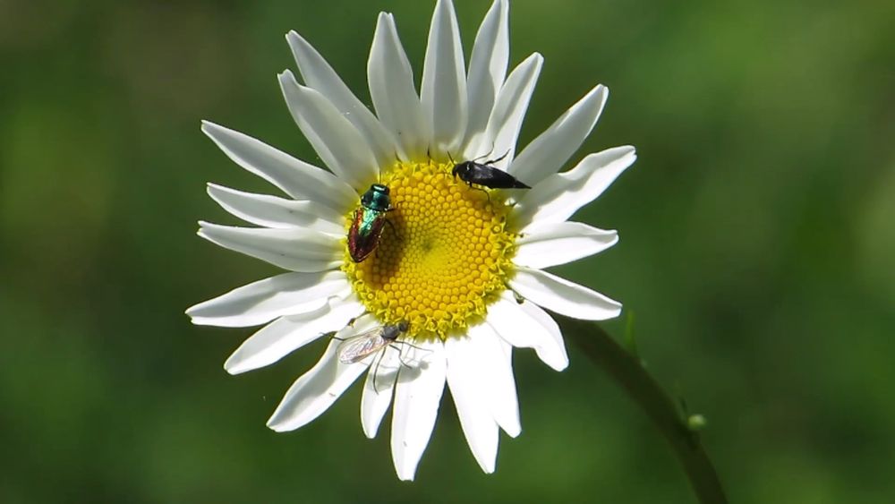Video Von Fliegenden Insekten · Kostenloses Stock-Video