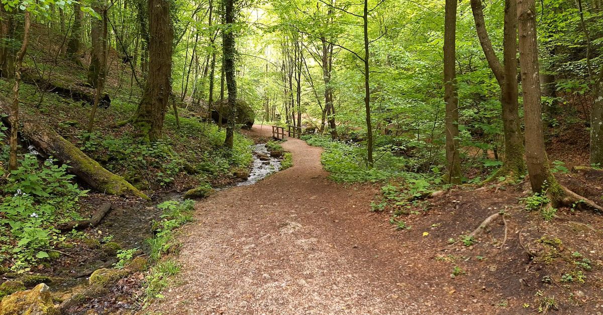 Walk Besides Stream Pathway Beside A Stream In The Woods Free Stock Video Footage, Royalty ...