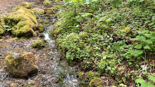 Wild Grass and Flowing Water in the Forest