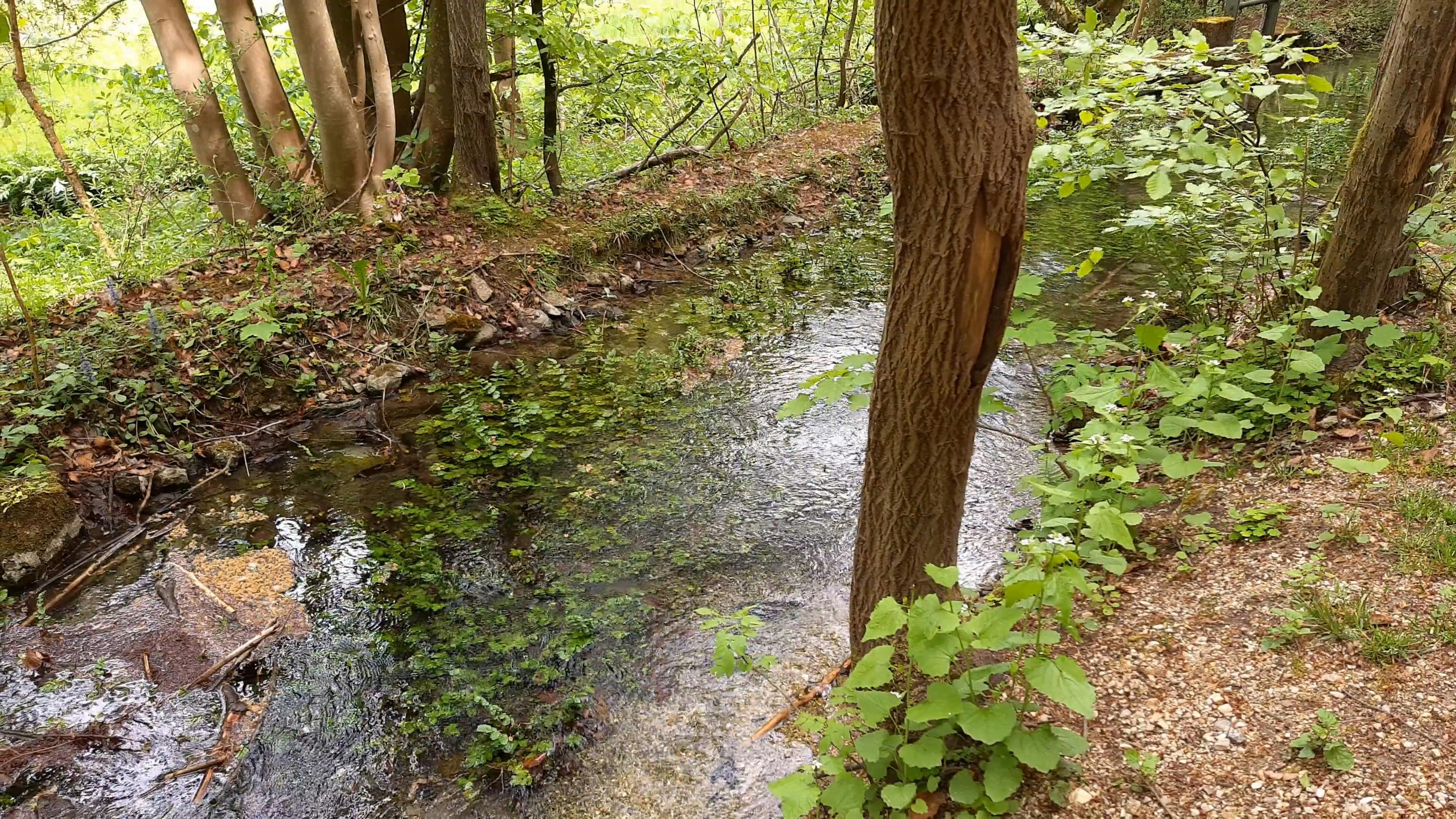 Water Plants Growing In The River Stream · Free Stock Video