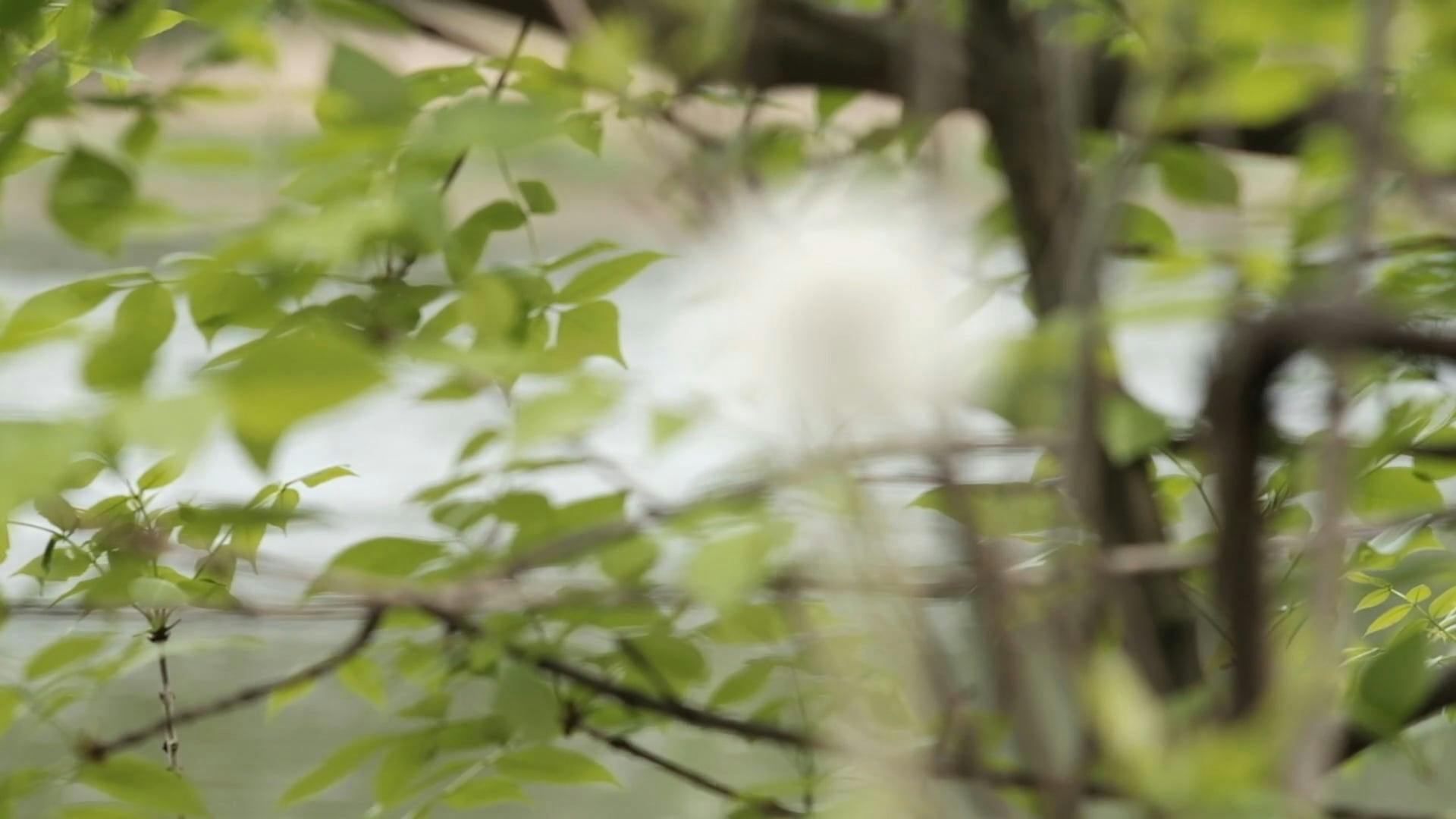 Wind Dispersal Videos, Download The BEST Free 4k Stock Video Footage ...