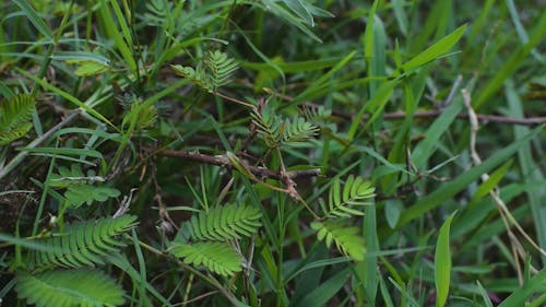 Close-Up Shot of Mimosa Plant
