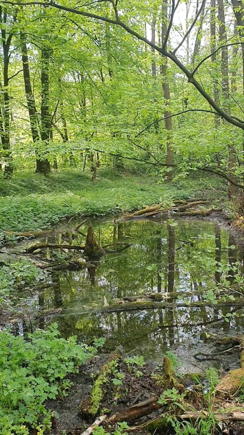 A View of a Lake in the Forest