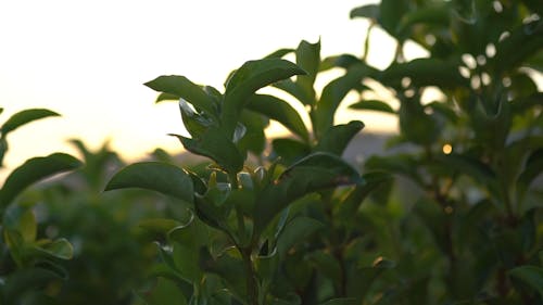 The Sun Behind The Leaves Of The Plants