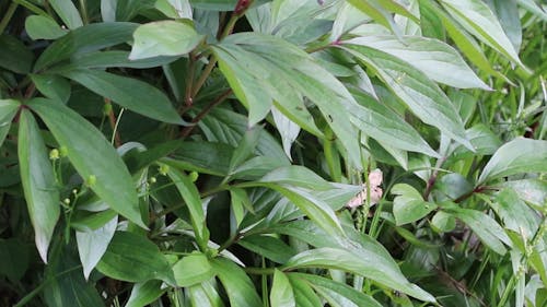 A Close Up Shot of Leaves