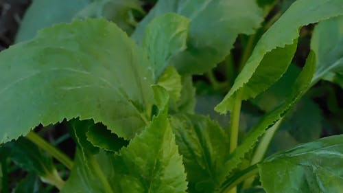 Growing Leafy Vegetable Plants In The Garden