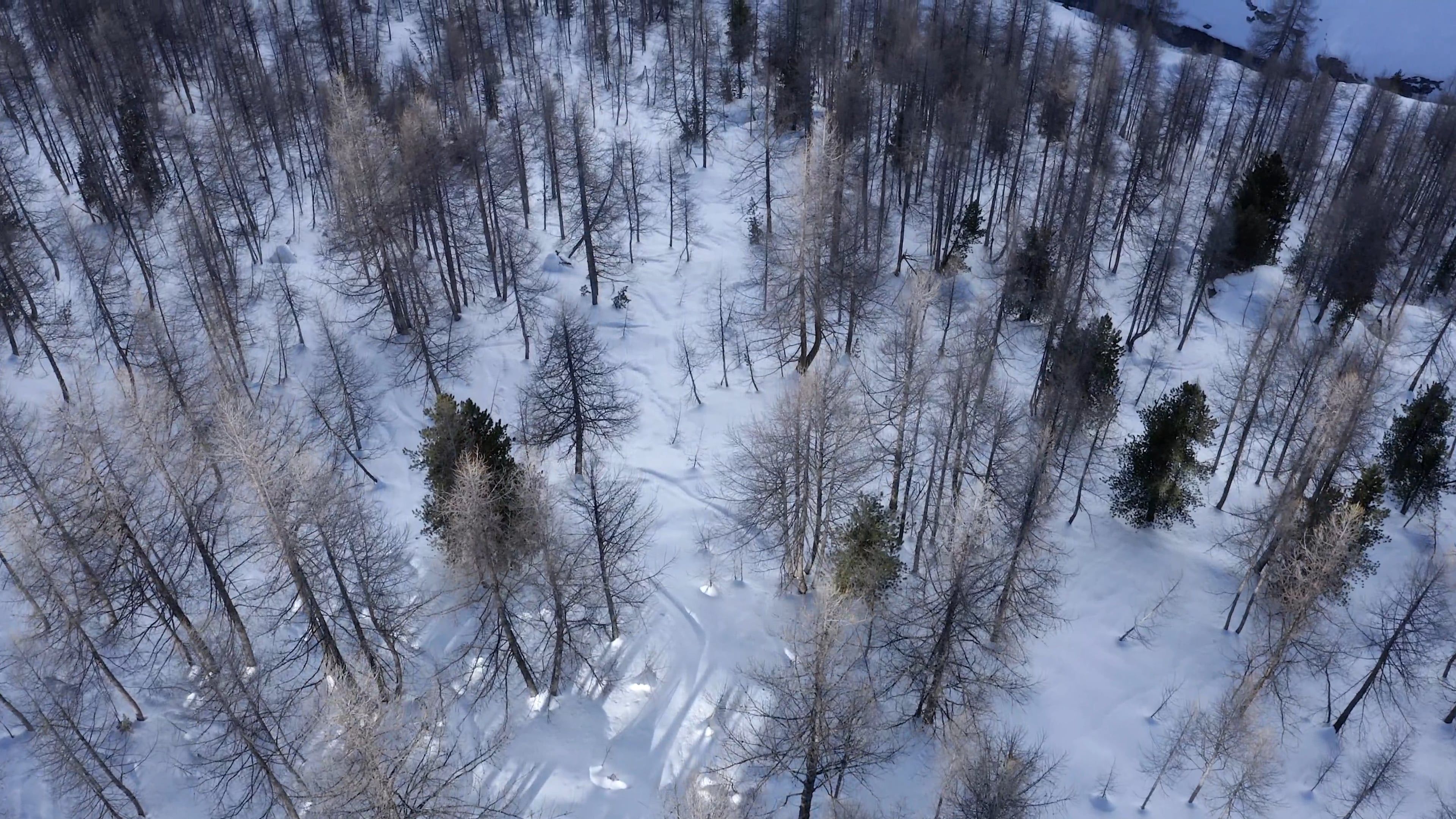 Aerial Footage Of A Forest Covered In Snow · Free Stock Video