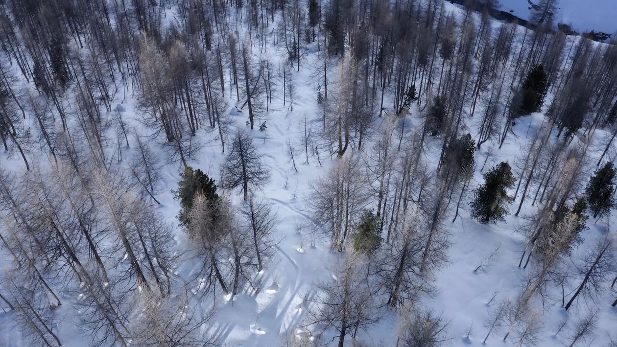 Aerial Footage Of A Forest Covered In Snow Free Stock Video Footage ...