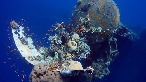 Fishes And Corals Growing On A Shipwreck Underwater