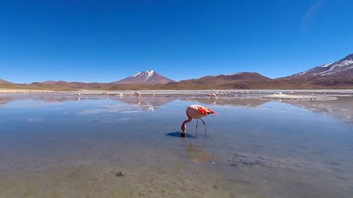 Pink Flamingo in Shallow Water