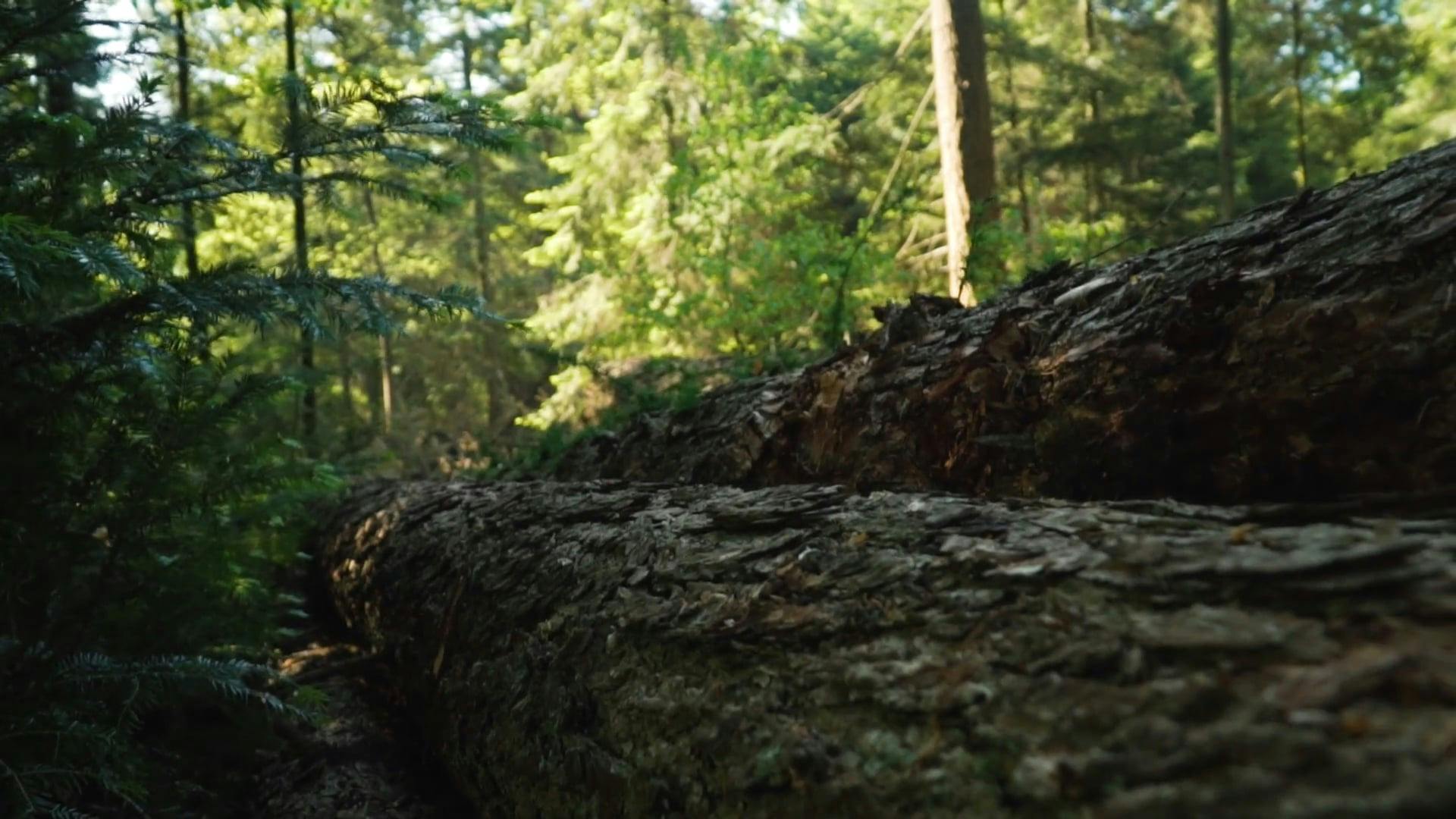 a-panning-shot-of-logs-in-the-forest-free-stock-video