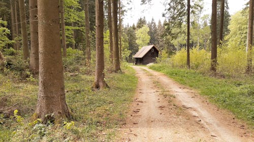 A Log Cabin at the End of a Forest Dirt Path