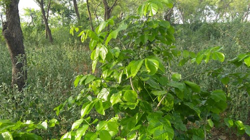 Young Leaves And Soft Stems Of A Growing Tree 