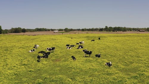 A Herd of Cattle Feeding on the Grass Field