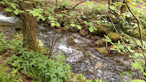 A Shot of a Flowing River in the Forest