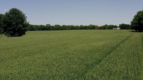 Drone Footage Of A Wheat Field