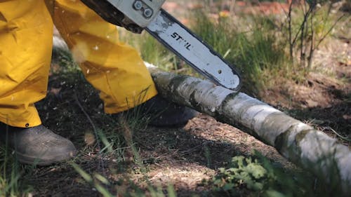 Cutting A Tree Trunk With A Chain Saw