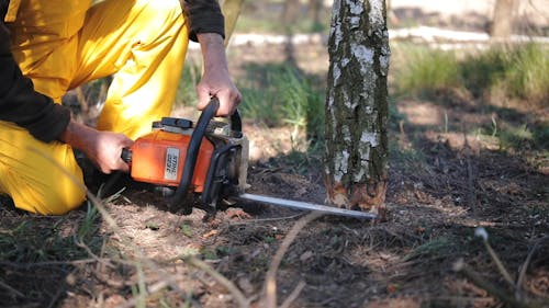 A Person Cutting A Tree With A Chainsaw
