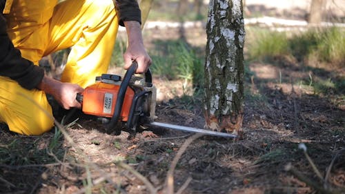 Tree Cutting Photos, Download The BEST Free Tree Cutting Stock Photos & HD  Images