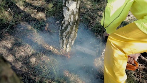 Using A Chainsaw To Cut Down Tree