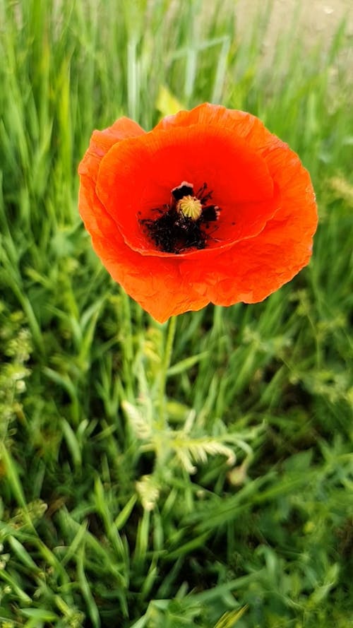 An Orange Poppy Flower In Full Bloom