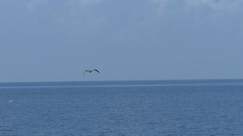 Tracking A Pelican On Flight Over The Sea Water