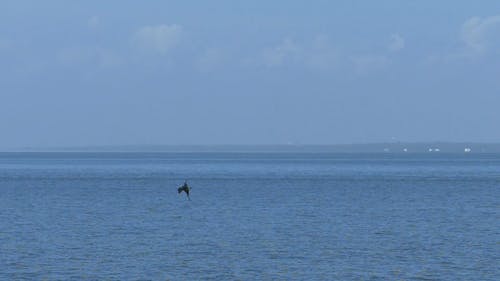 A Sea Bird Dives To Catch Its Prey