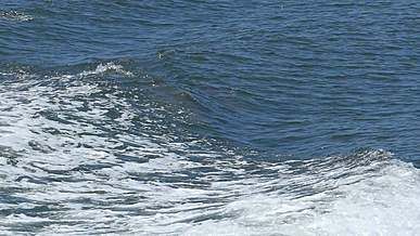 dolphins swimming along the sea waves