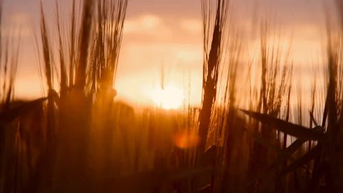 Silhouette Video Of A Wheat Field At Sunset