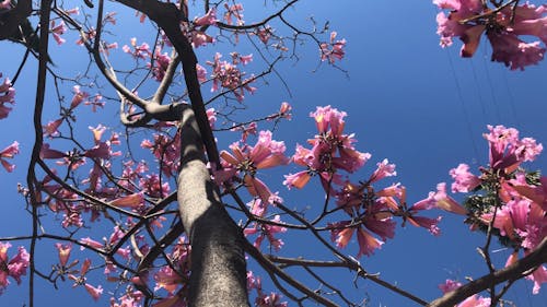 Footage of a Pink Flower Tree