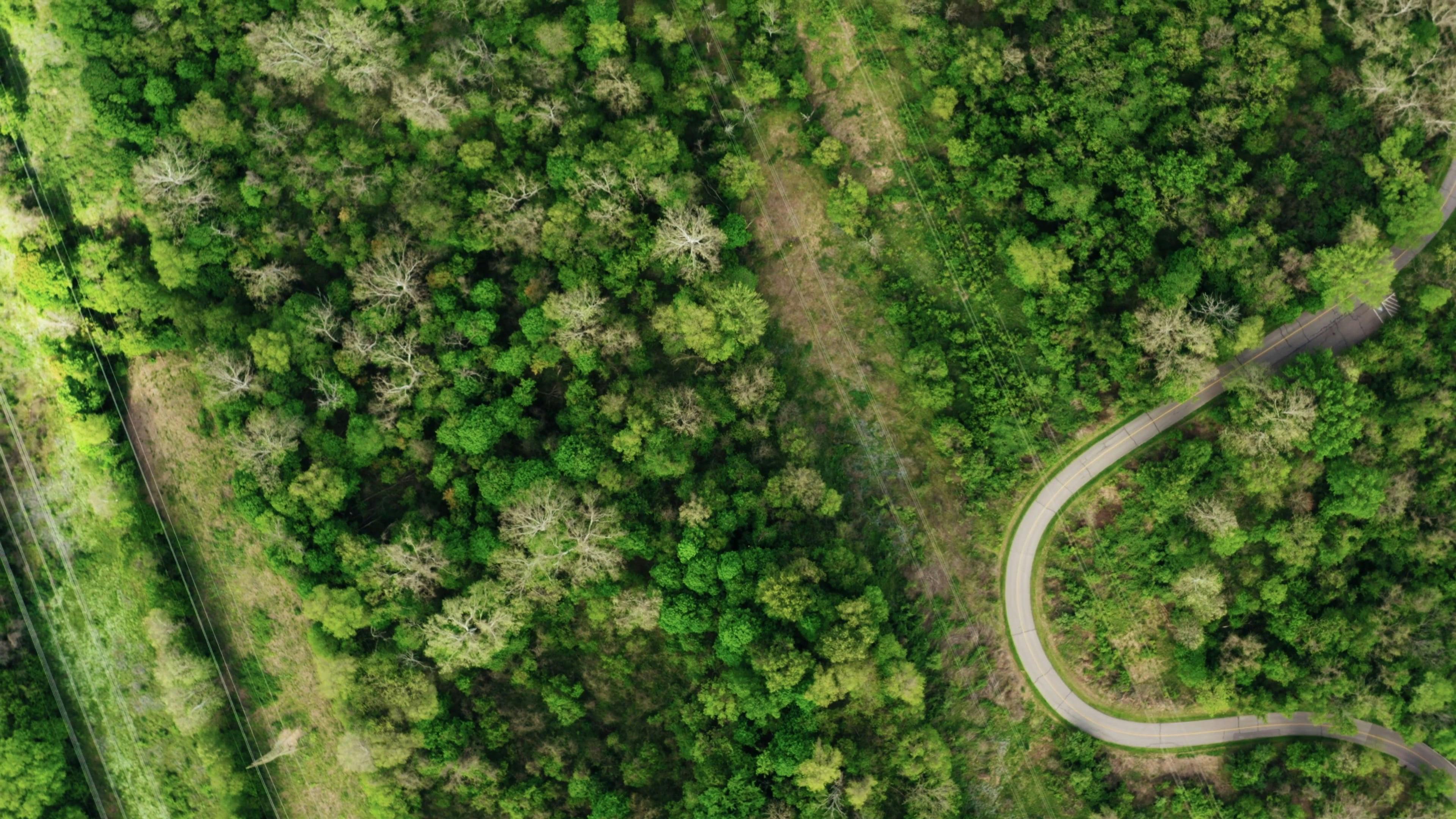 Drone Shot of a Beautiful Trees in the Park · Free Stock Video