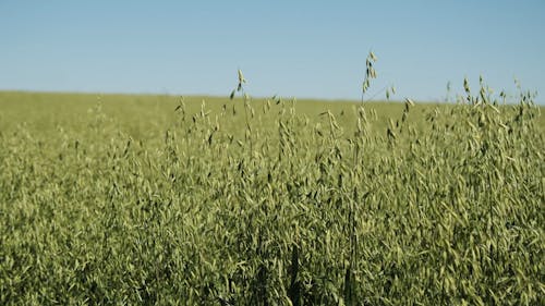 A Shot of the Wheat Field