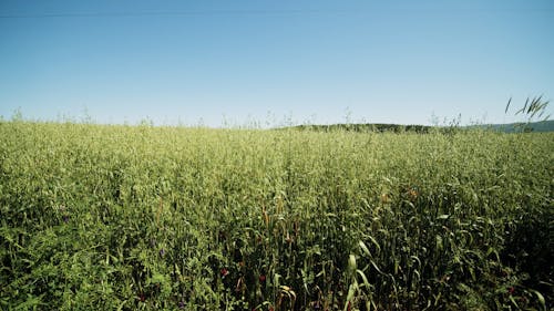 A Shot of the Wheat Field