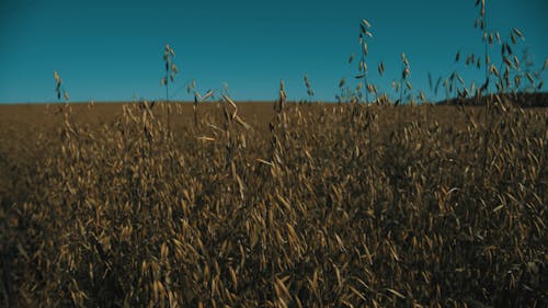 A Shot of the Wheat Field