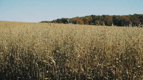 A Shot of the Wheat Field