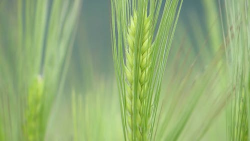 Wheat Farm