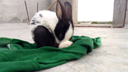 A Rabbit Eating Over A Green Dump Cloth