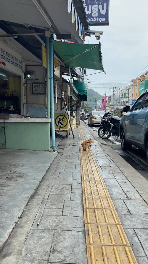 Cat On the Street