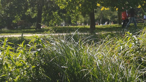 People Walking in the Park