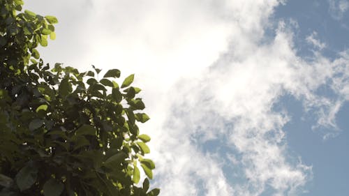 Wind Blowing Green Tree Leaves