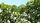 fruit tree