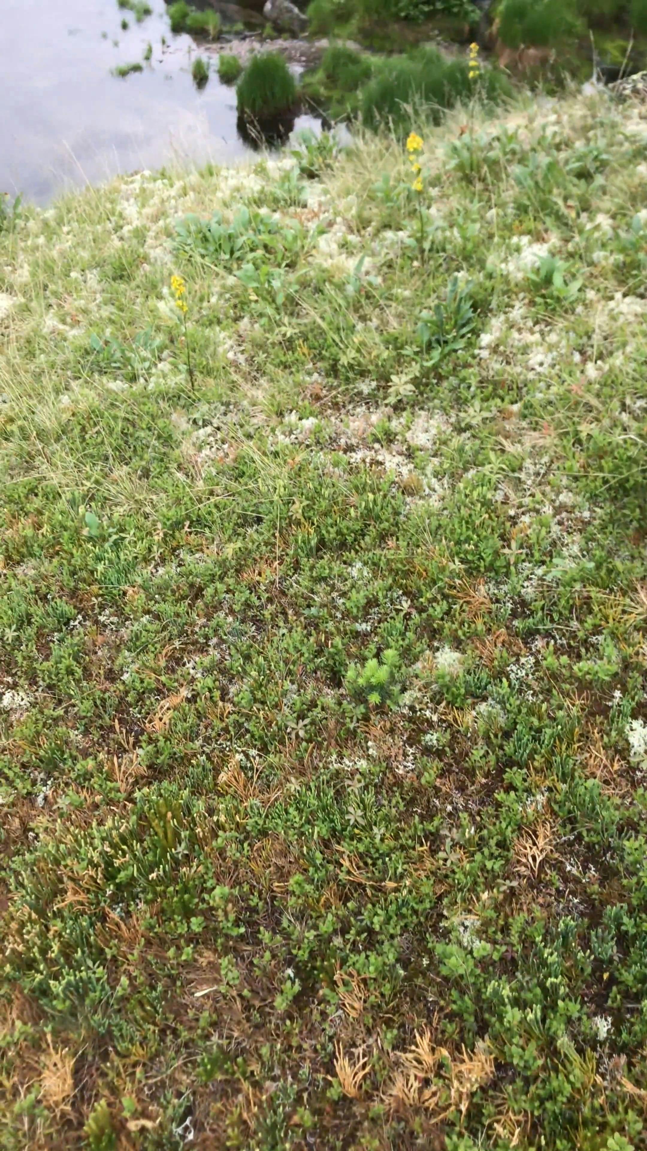 Video by Yaroslav Shuraev