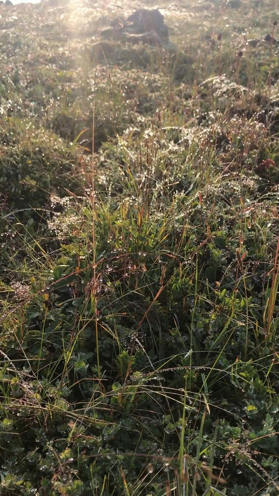 Video by Yaroslav Shuraev