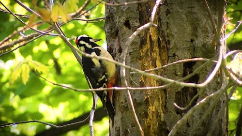 Woodpecker Pecking on a Tree
