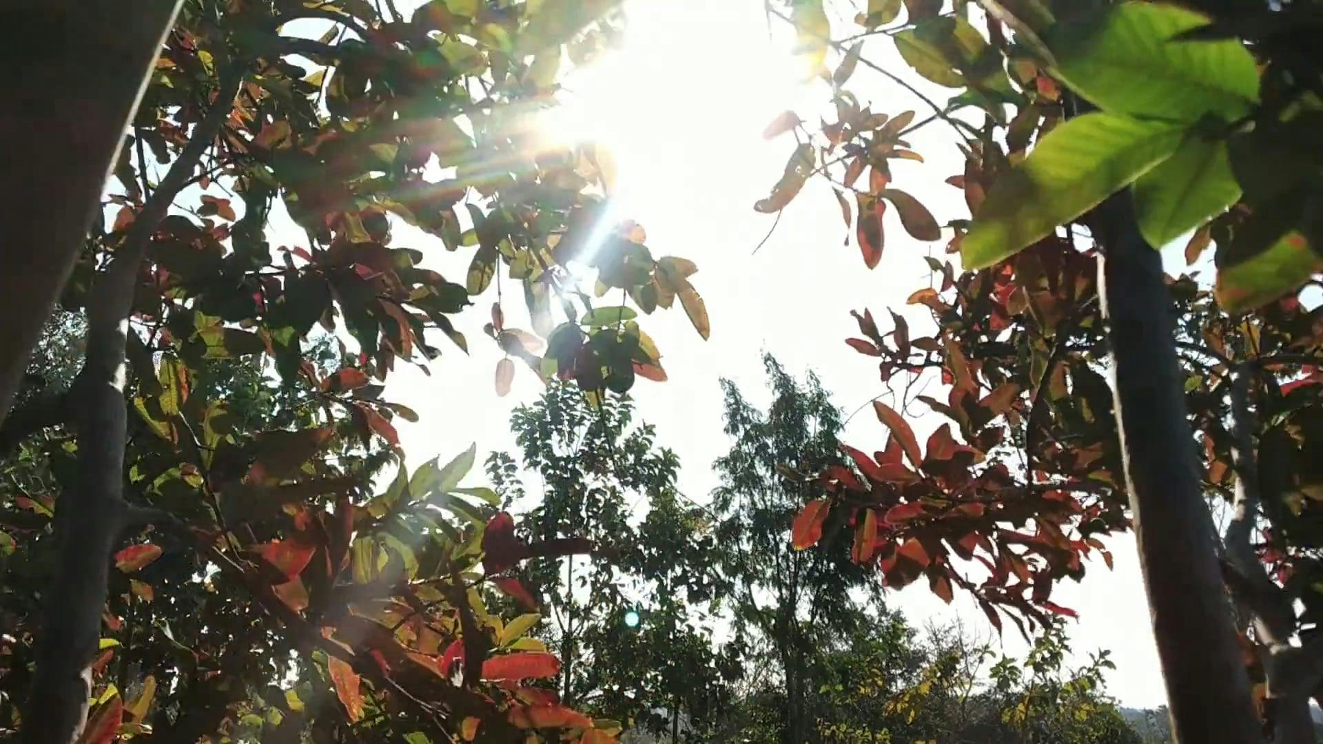 Video by Ranjeet  Chauhan