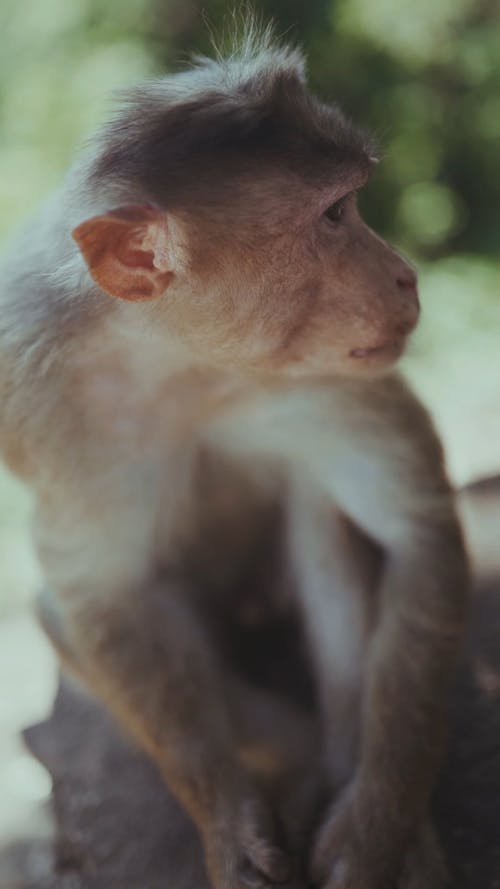 Close-up Video Footage Of A Monkey