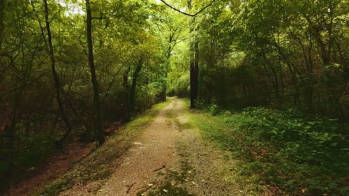 Peaceful Forest