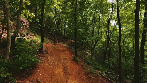 Green Trees