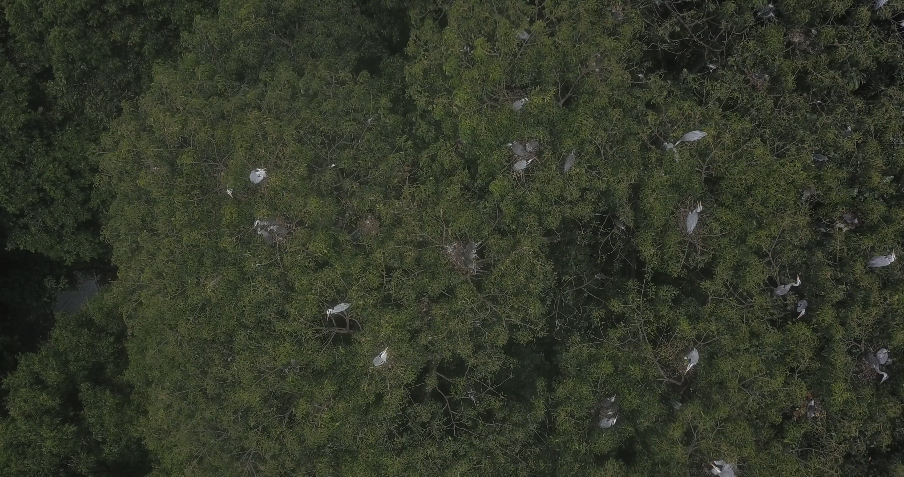 Aerial Footage of a Trees Free Stock Video Footage, Royalty-Free 4K ...