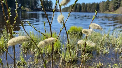 Flowers Near the River